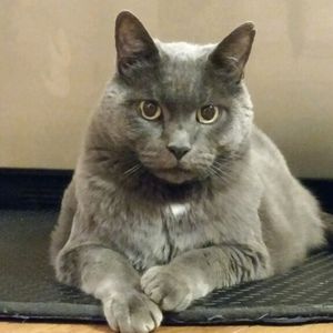 Meet your Posher, Donald